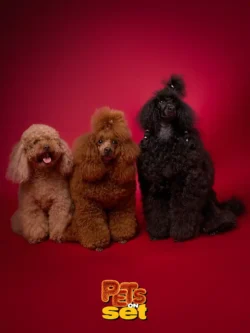 Foto professionale di barboncini durante Pets on Set al Novara DogShow