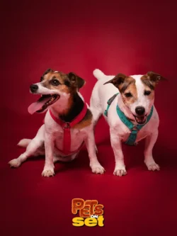 Foto professionale di cani durante Pets on Set al Novara DogShow
