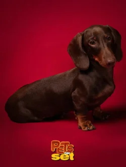 Foto professionale di un cane bassotto durante Pets on Set al Novara DogShow
